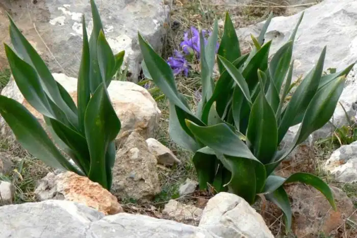 درمان ریزش مو سکه ای با پیاز عنصل
