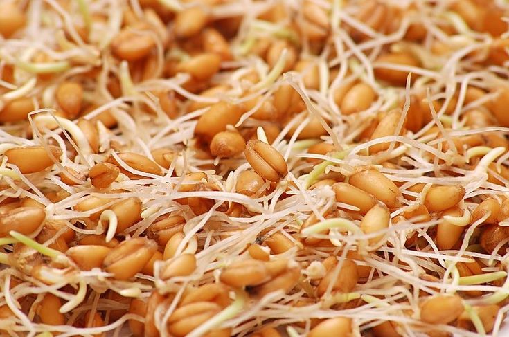جوانه گندم برای ریزش مو