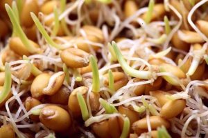 جوانه گندم برای ریزش مو